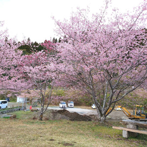 散った桜を掃除する人たちありがとう