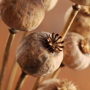 повесть о Ромэо и Джульетте