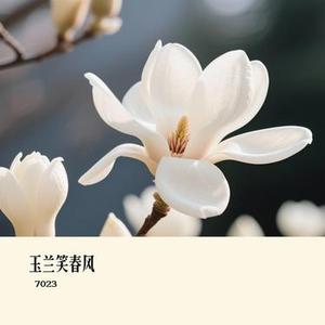 玉兰笑春风