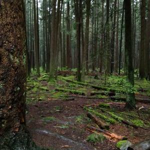 Too Many Guitars in the Rain