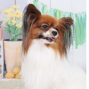 僕の名前はポテト