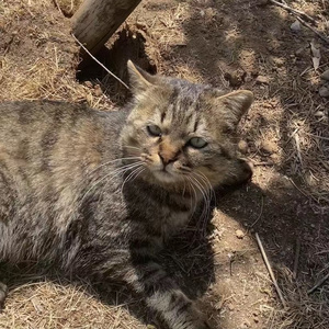 浪漫主义小黄歌