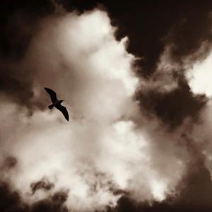 RAVEN