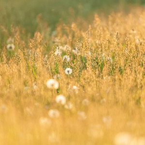 じんわりほのぼの夢ごこち