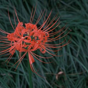 日思夜想的花开