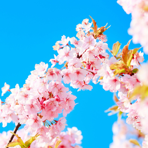 静かな桜の夜空