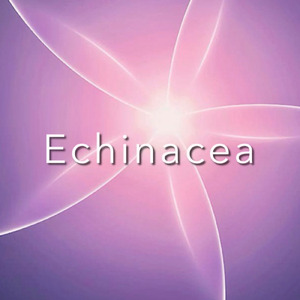 Echinacea