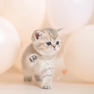 のしのしさんぽびより