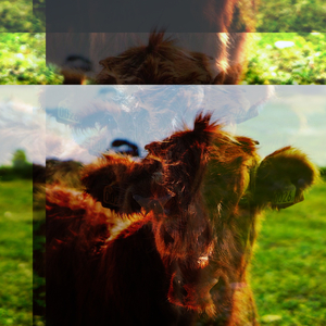 Overstayed
