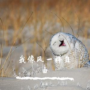 我像风一样自由