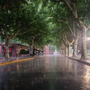 Pluie Claire（清雨）