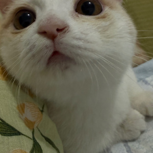 给特别之人拜年