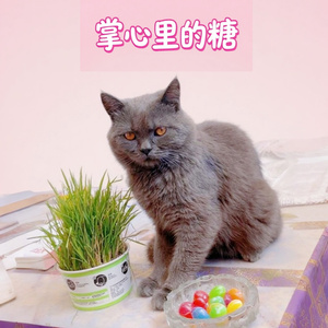 掌心里的糖
