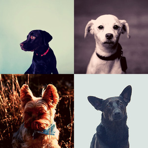 抚慰的可爱的狗回忆