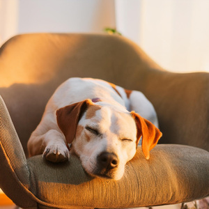 Vibraciones Reconfortantes De Rasgueo