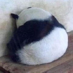 提剑