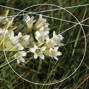 夏日傍晚雨未至