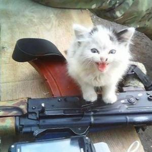 i dont pass my woods