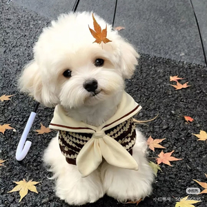 比初雪先来的是你