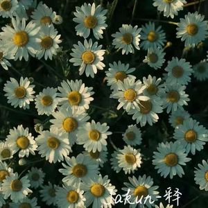 【FREE】“梦比生花”-Pop Beat BPM110P piano