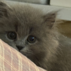 嘴里喊着沙特却抱着猫