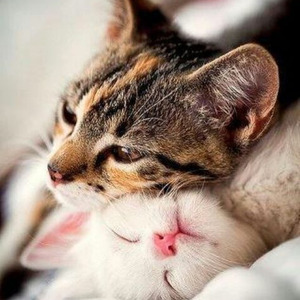 Strong Survive (slowed)