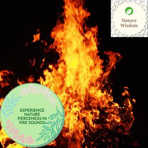 Creative Summer Night Fire Sounds