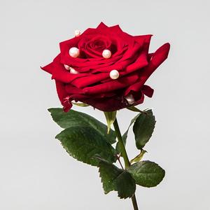Love Is The Only Thing That I Require