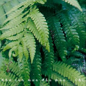 Như cơn mưa đầu mùa