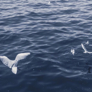 Tropic Life (Slowed + Reverb)