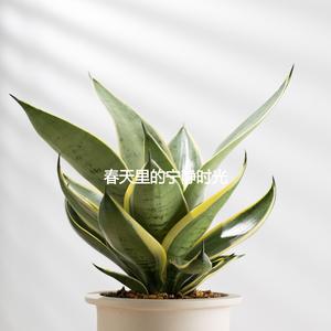 Delightful Trumpet Jazz Trio - Vibe for Finding Creativity Inside