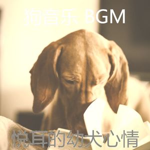 柔和的小狗时刻