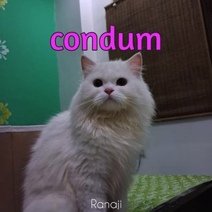 Condum