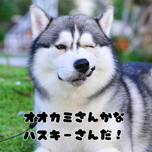 オオカミさんかな、ハスキーさんだ！