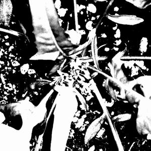 A Wolf In Jesus Skin