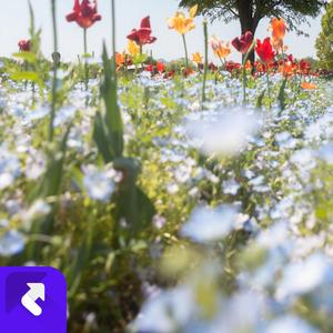 不完美恋人 (Demo)