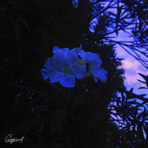 PAIN（Feat.uyii Prod.Raspo）