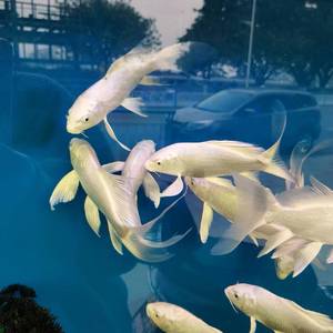 Mia & Sebastian's Theme