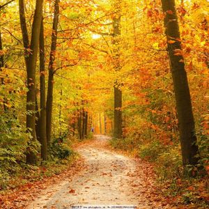 【free no tag】“落叶”melodic trap beat