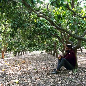 ריחות הפרדסים (feat. יונה מושז)