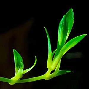 午后茶时光