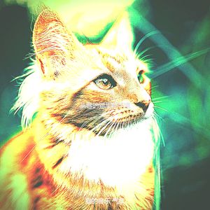 精彩压力大的猫环境