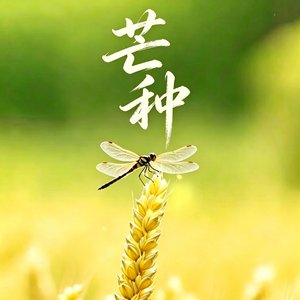 芒种