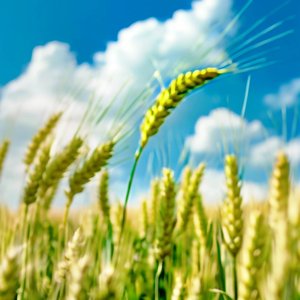 十八岁的歌 伴奏