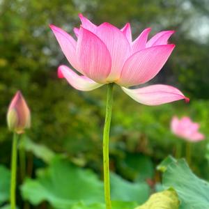 南无宝髻如来佛护生咒 (藏传版)