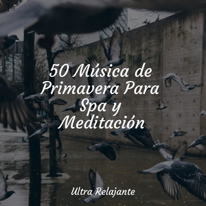 Calma Y Delicadeza