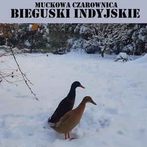 Bieguski indyjskie