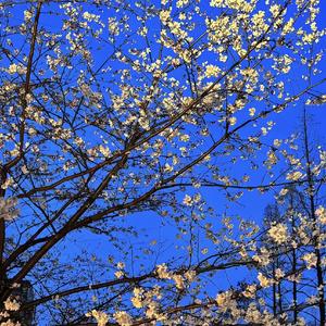 Lướt sóng đạp mây踏浪乘云