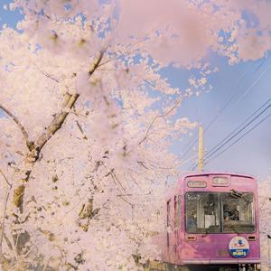 桜の木になろう