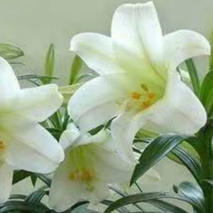 百合花prod. aura+ty